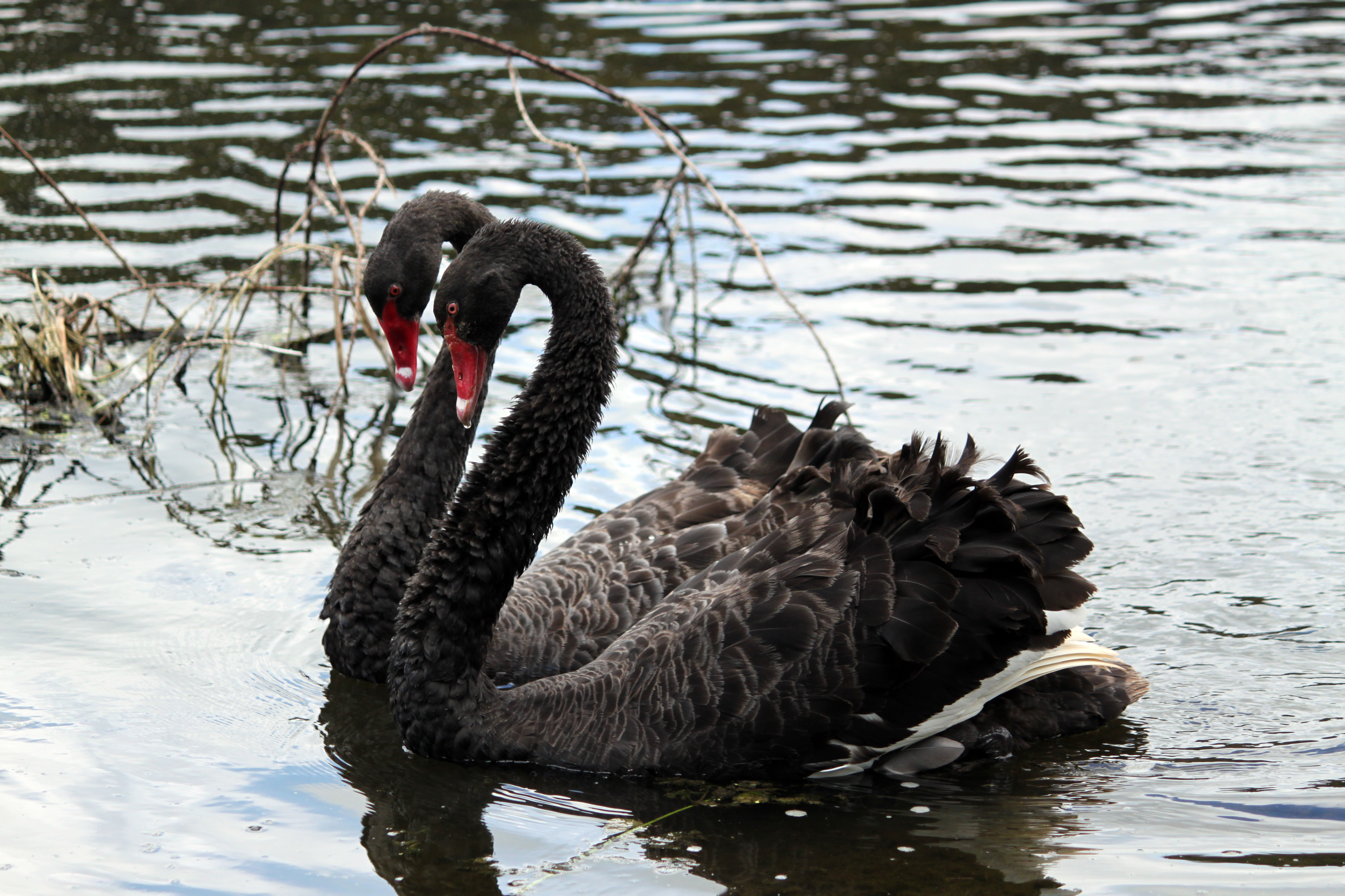 ineffektiv dug Præfiks File:2018-12-30 130304 Black Swan (Cygnus atratus) in Lake Rotomahana  anagoria.JPG - Wikimedia Commons