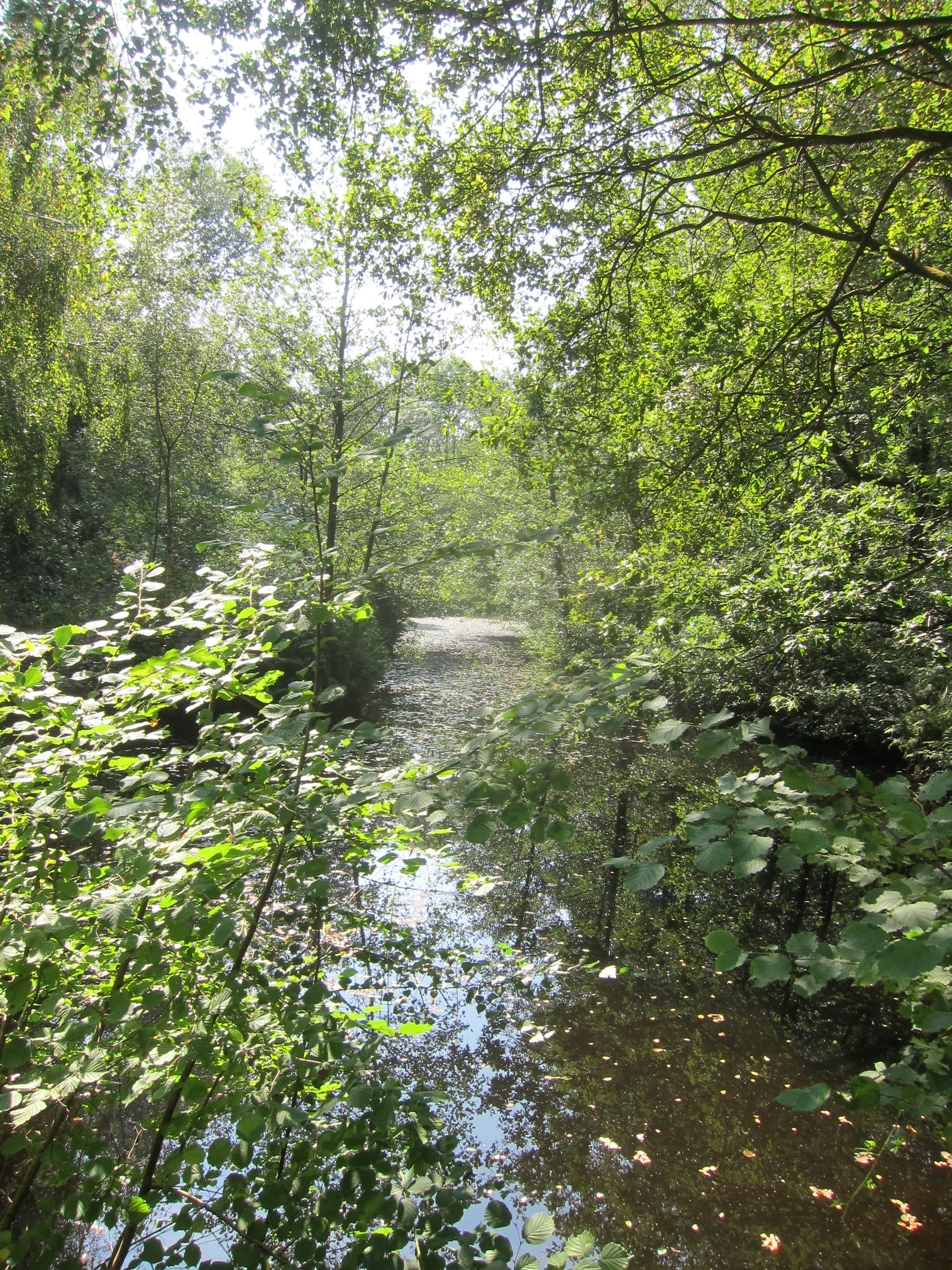 Lord's Wood, Pensford