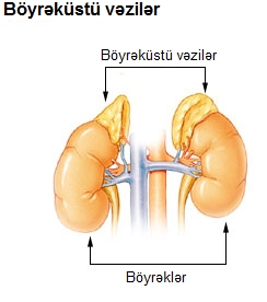 Image result for böyrəküstü vəz