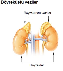 Böyrəküstü vəzilər