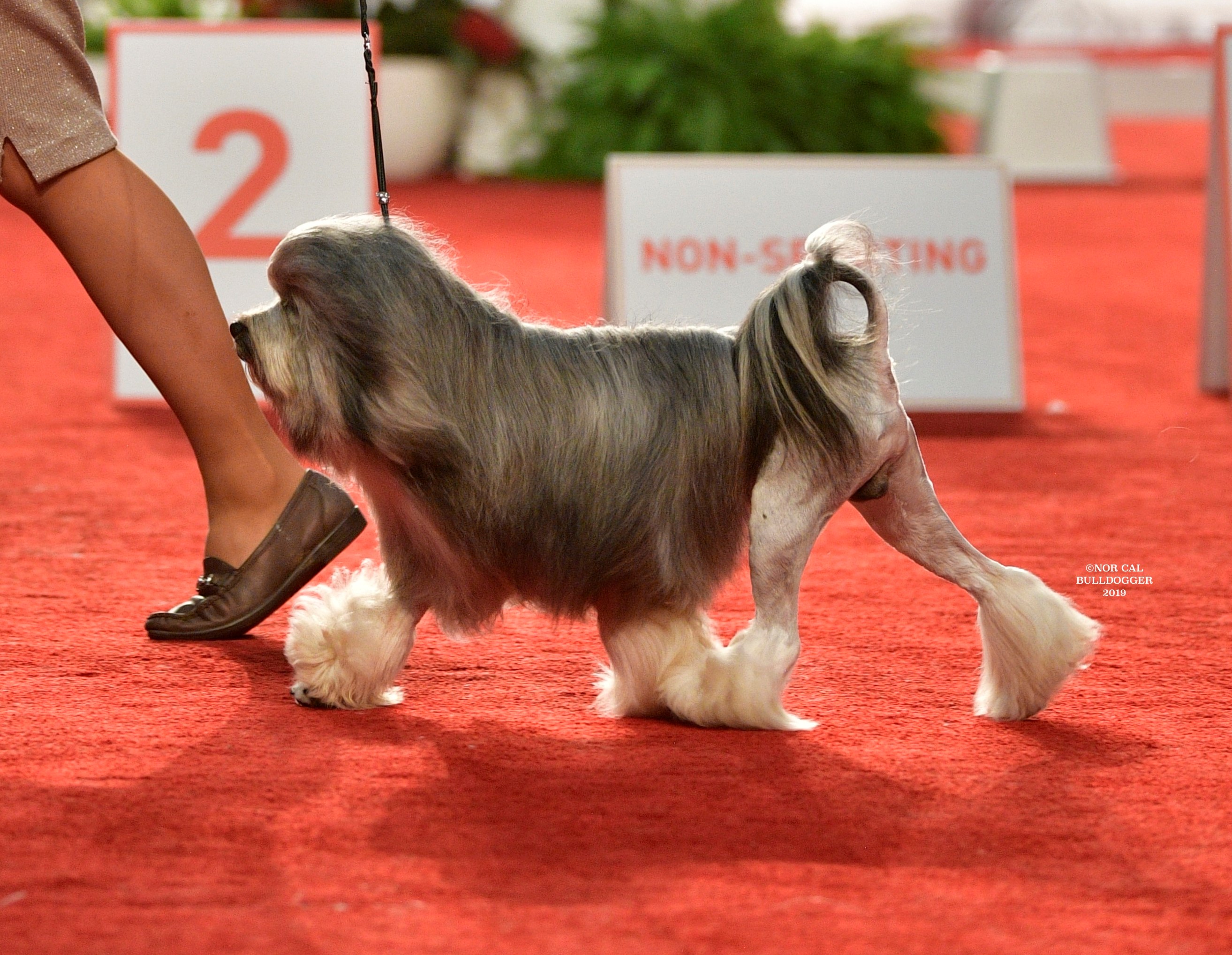 little lion dog breed