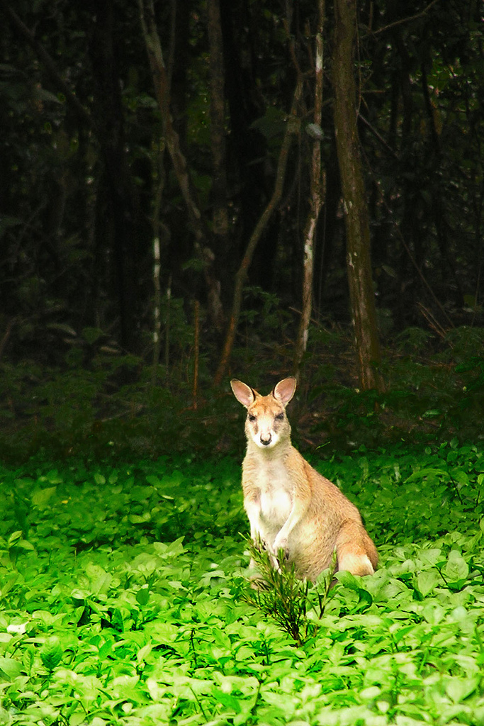 Agile wallaby.jpg