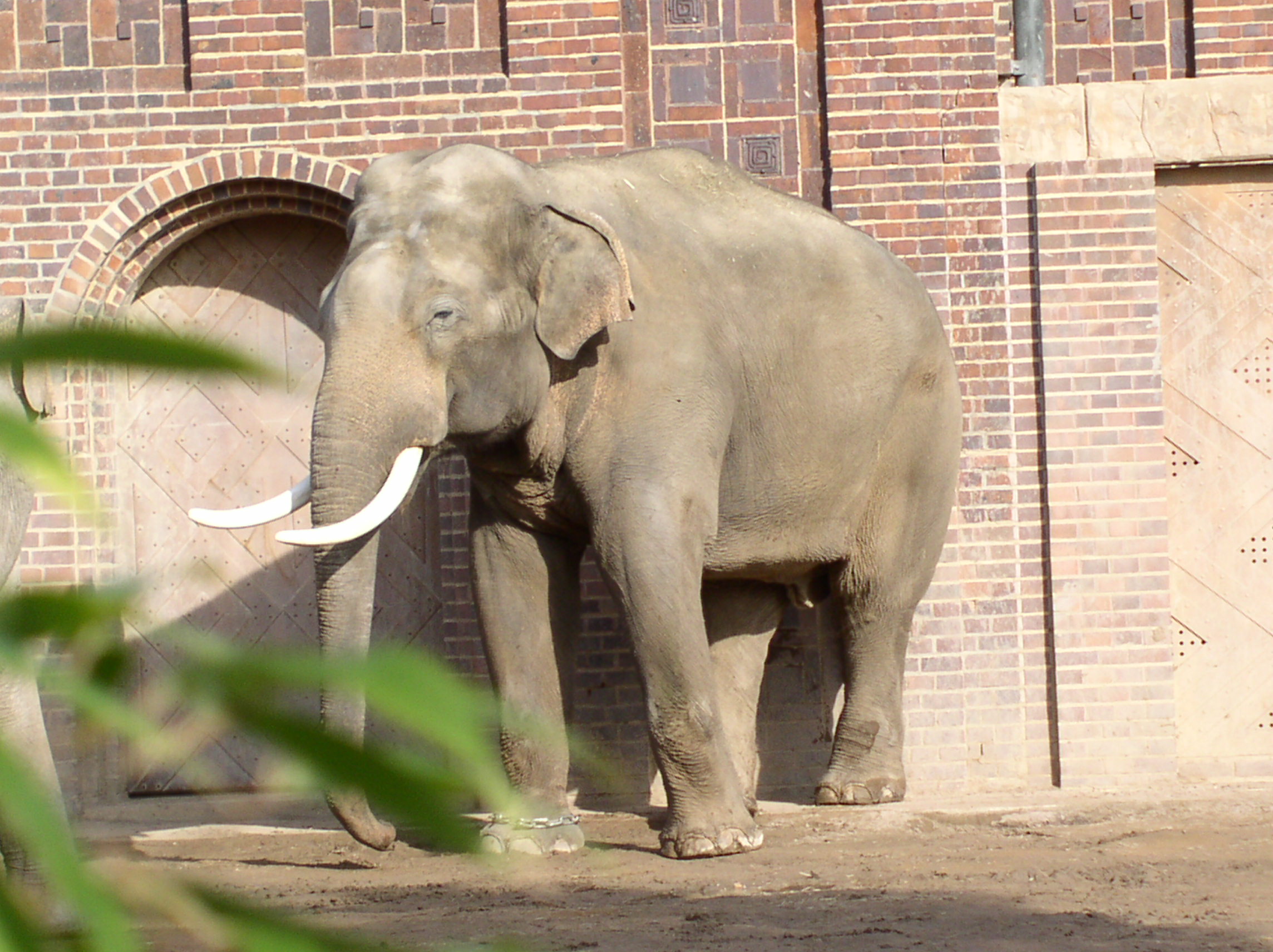 elefant