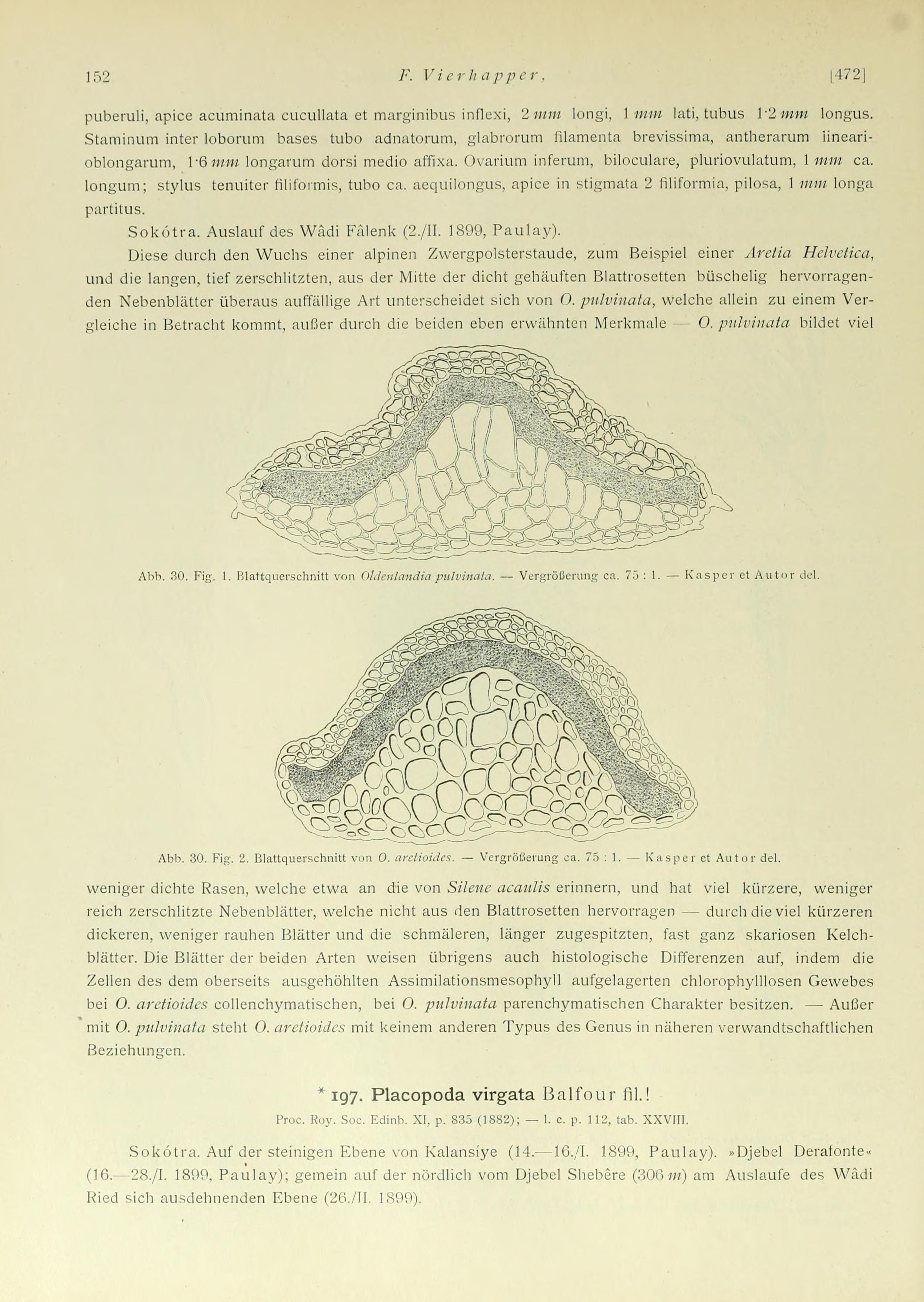 File Beitrage Zur Kenntnis Der Flora Sudarabiens Und Der Inseln Sokotra Semha Und Abd El Kuri Page 152 Bhl Jpg Wikimedia Commons