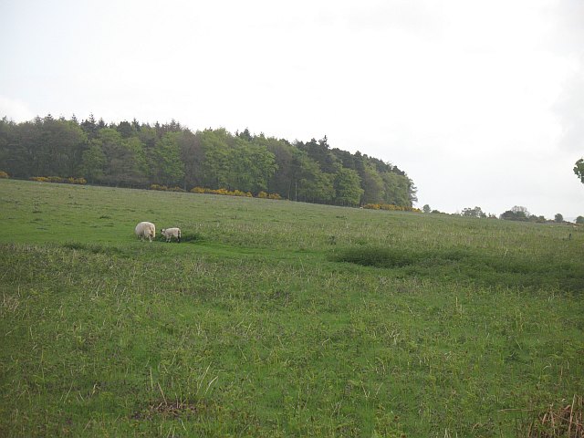 Bircher Common - geograph.org.uk - 1461576