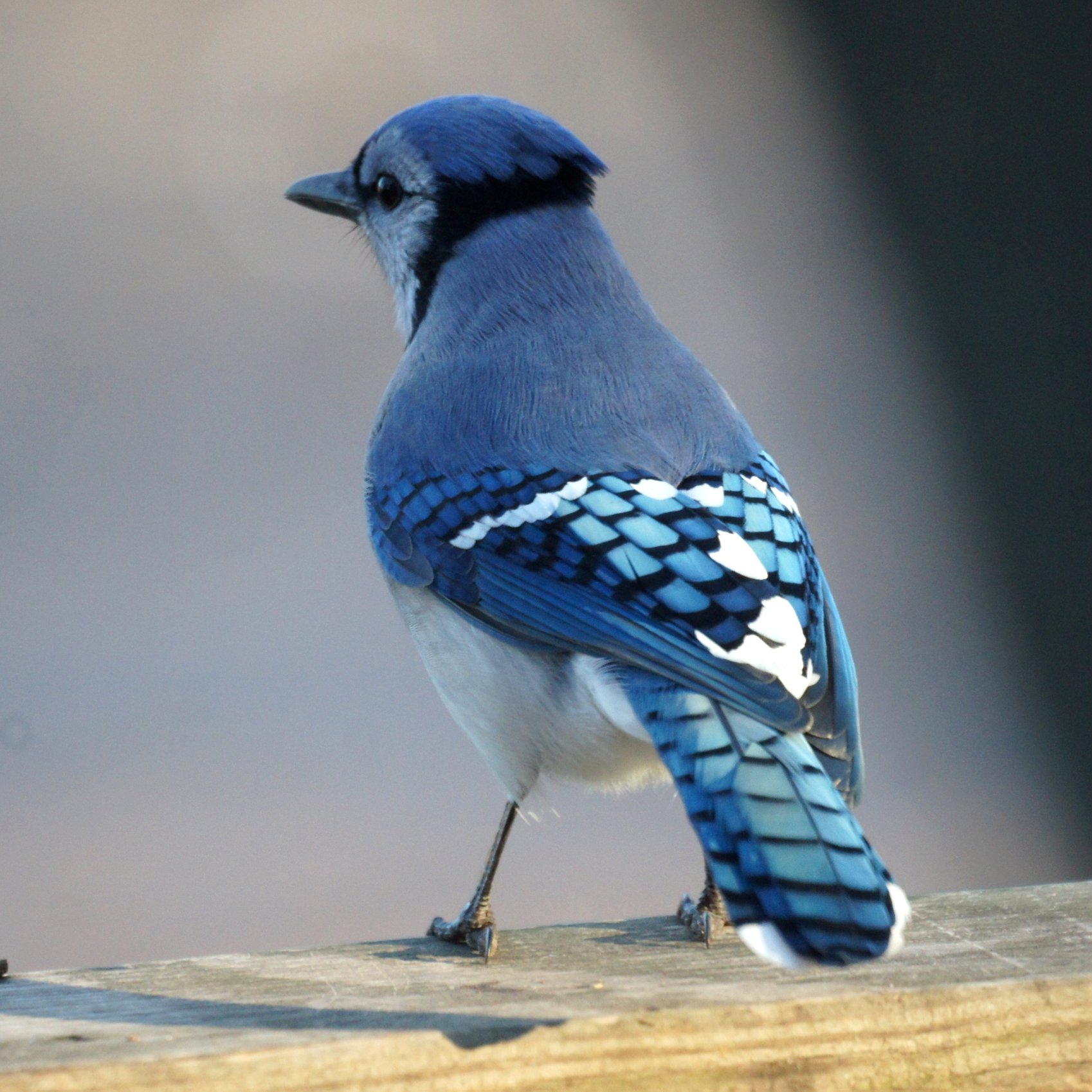 Blue jay - Wikipedia