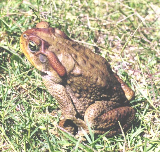 File:Bufo achavali01.jpg