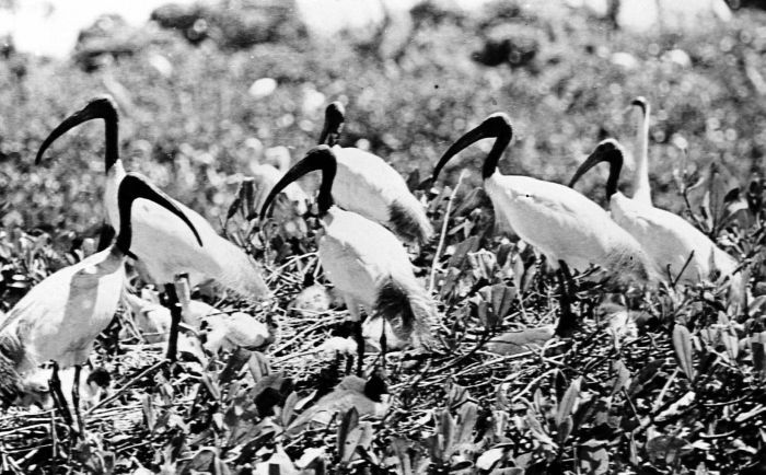 File:COLLECTIE TROPENMUSEUM Witte ibissen op een nestplateau TMnr 10006482.jpg