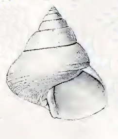 Calliostoma platinum 001.jpg