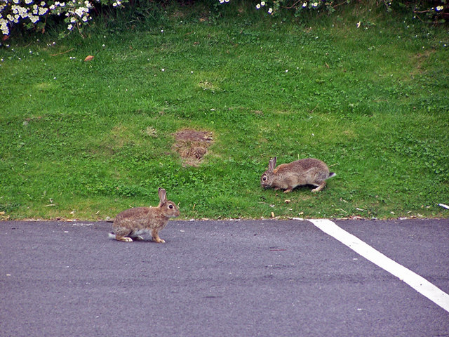 File:Car park bunnies - geograph.org.uk - 1283789.jpg