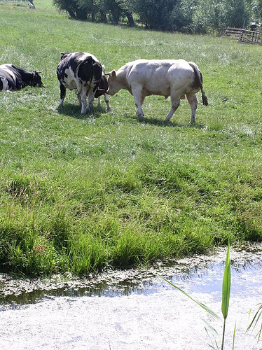 File:Cattle near Kinderdijk.jpg