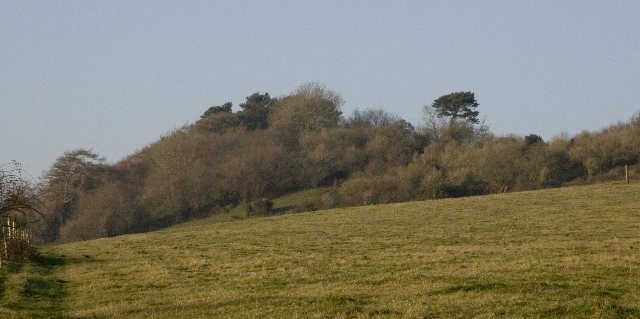 Charlton Gorse, Charlton Horethorne - geograph.org.uk - 637081