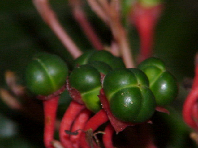 Clerodendrum speciosissimum