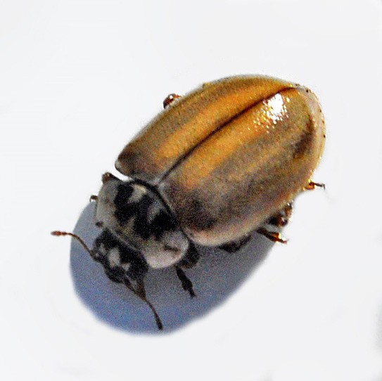 File:Coccinellidae - Aphidecta obliterata-001.JPG