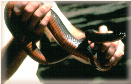 File:Copperbelly water snake.jpg