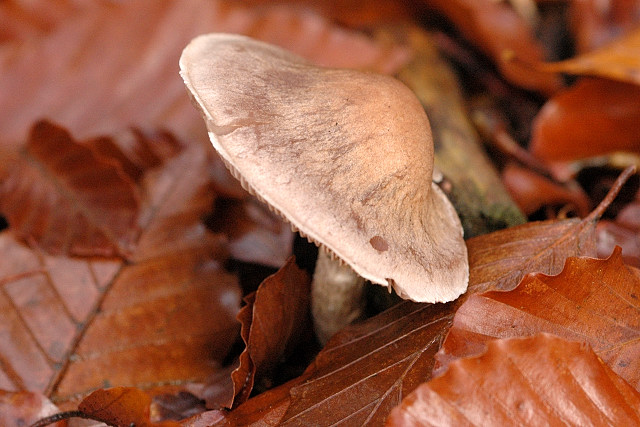 File:Cortinarius anomalus - Lindsey.jpg