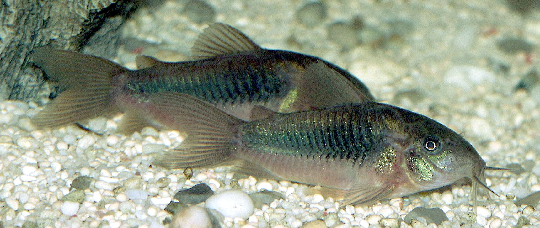 gå ind Forenkle salon Bronze corydoras - Wikipedia