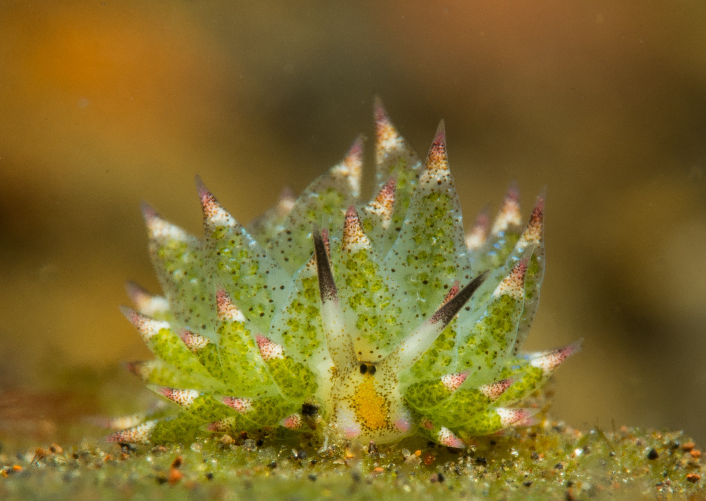 A frontal picture of a Costasiella kuroshimae