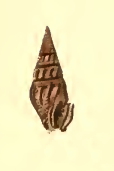 <i>Crassispira rustica</i> Species of gastropod