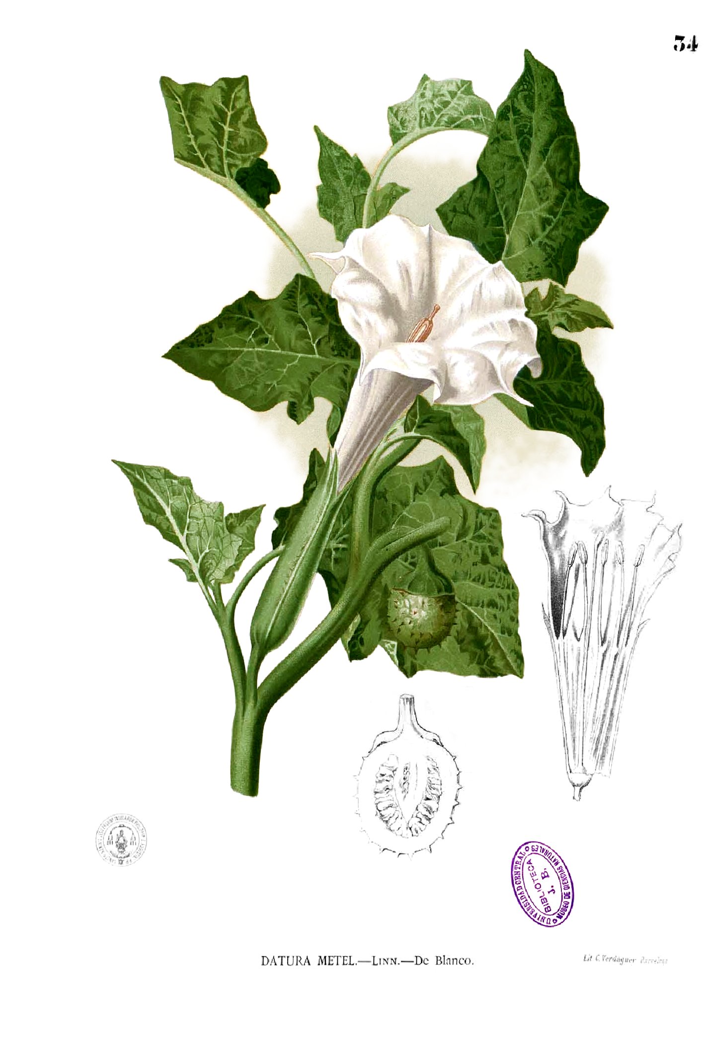 Datura metel – Wikipédia, a enciclopédia livre