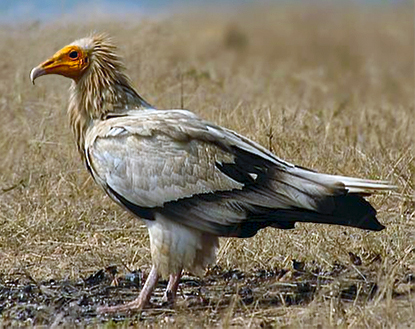 The egyptian vulture thrives in the traditional rural landscapes of the coastline.[6]