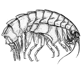 Original drawing of a female Epimeria tuberculata by Georg Ossian Sars, 1893