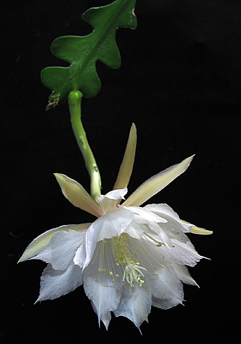 File:Epiphyllum anguliger1Emma Lindahl.jpg