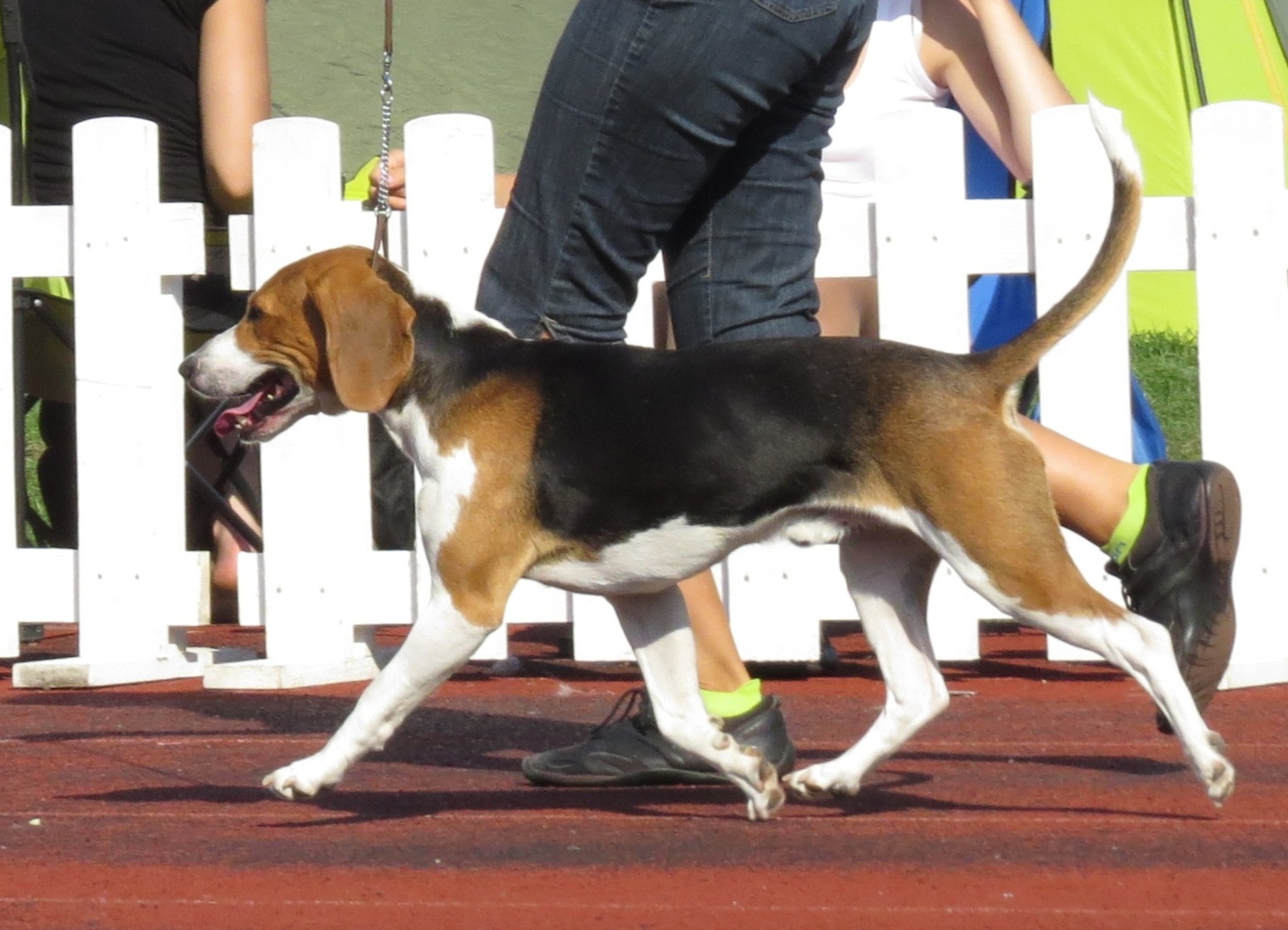 are estonian hound aggressive