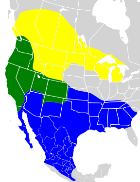 File:Euphagus cyanocephalus map.png