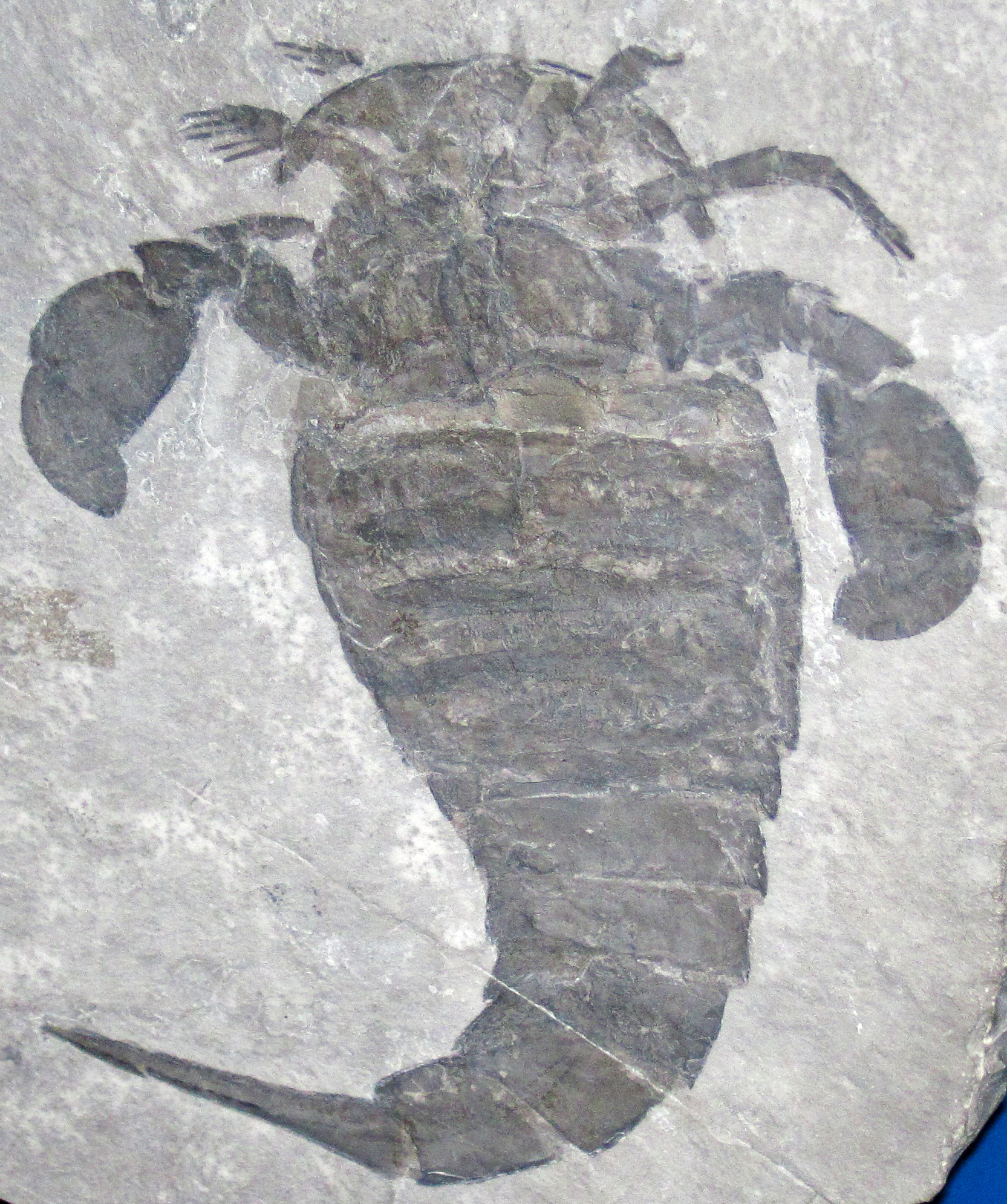File:Eurypterus remipes (fossil sea scorption) Silurian; New York   - Wikimedia Commons