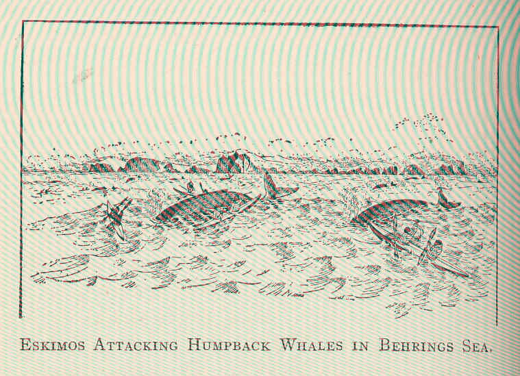 File:FMIB 44691 Eskimos Attacking Humpback Whales in Behrings Sea.jpeg