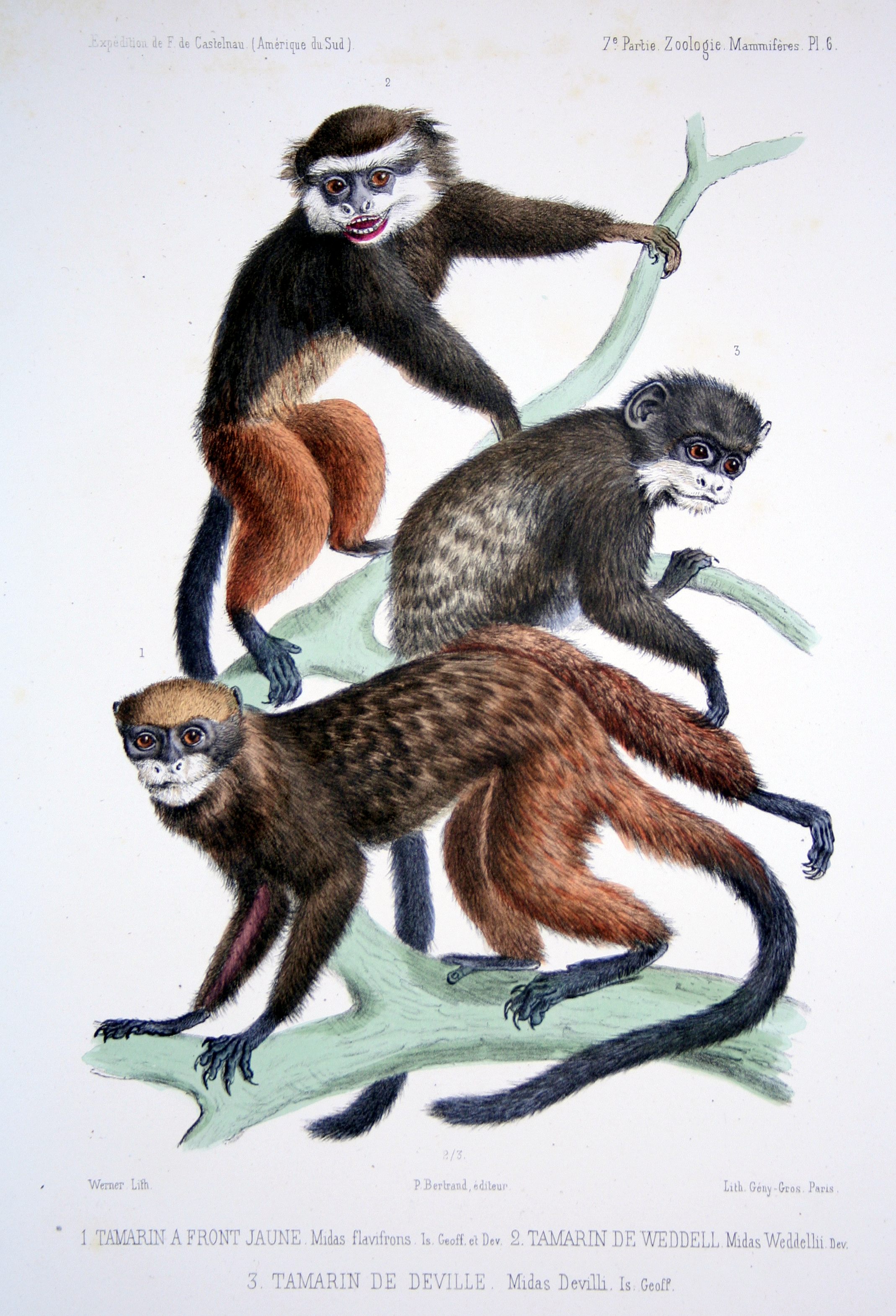 Définition  Tamarin - Singe-écureuil - Saguinus