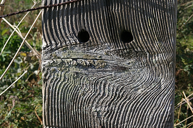 File:Fence Post Face - geograph.org.uk - 575726.jpg