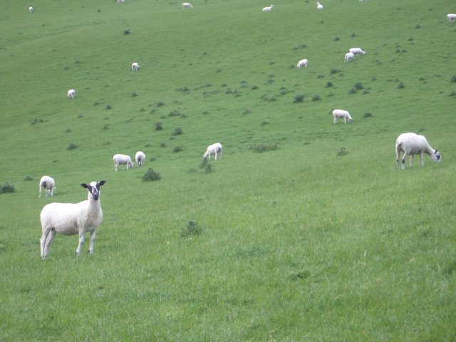 File:Field of sheep - geograph.org.uk - 502807.jpg
