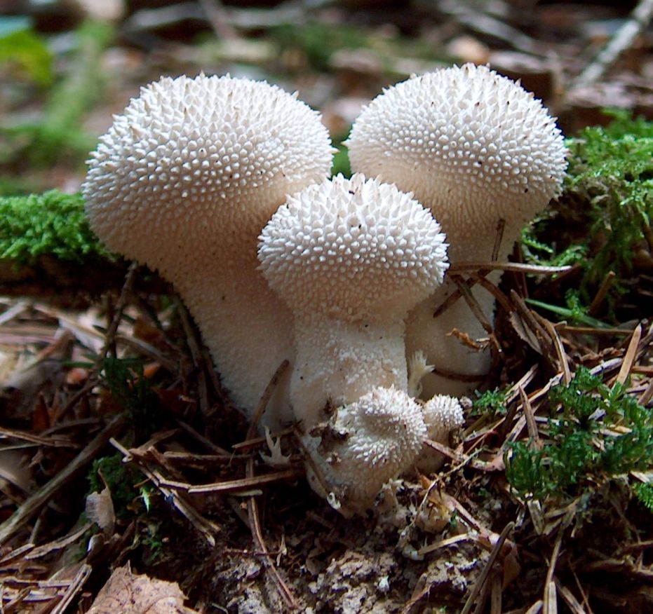 Puffball - Wikipedia