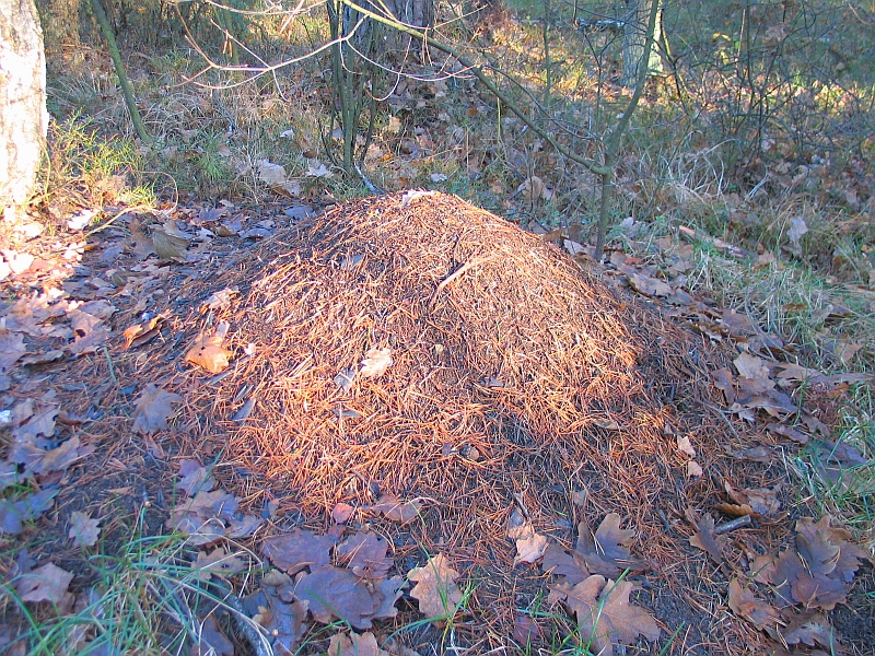 File:Formica rufa nest.jpg