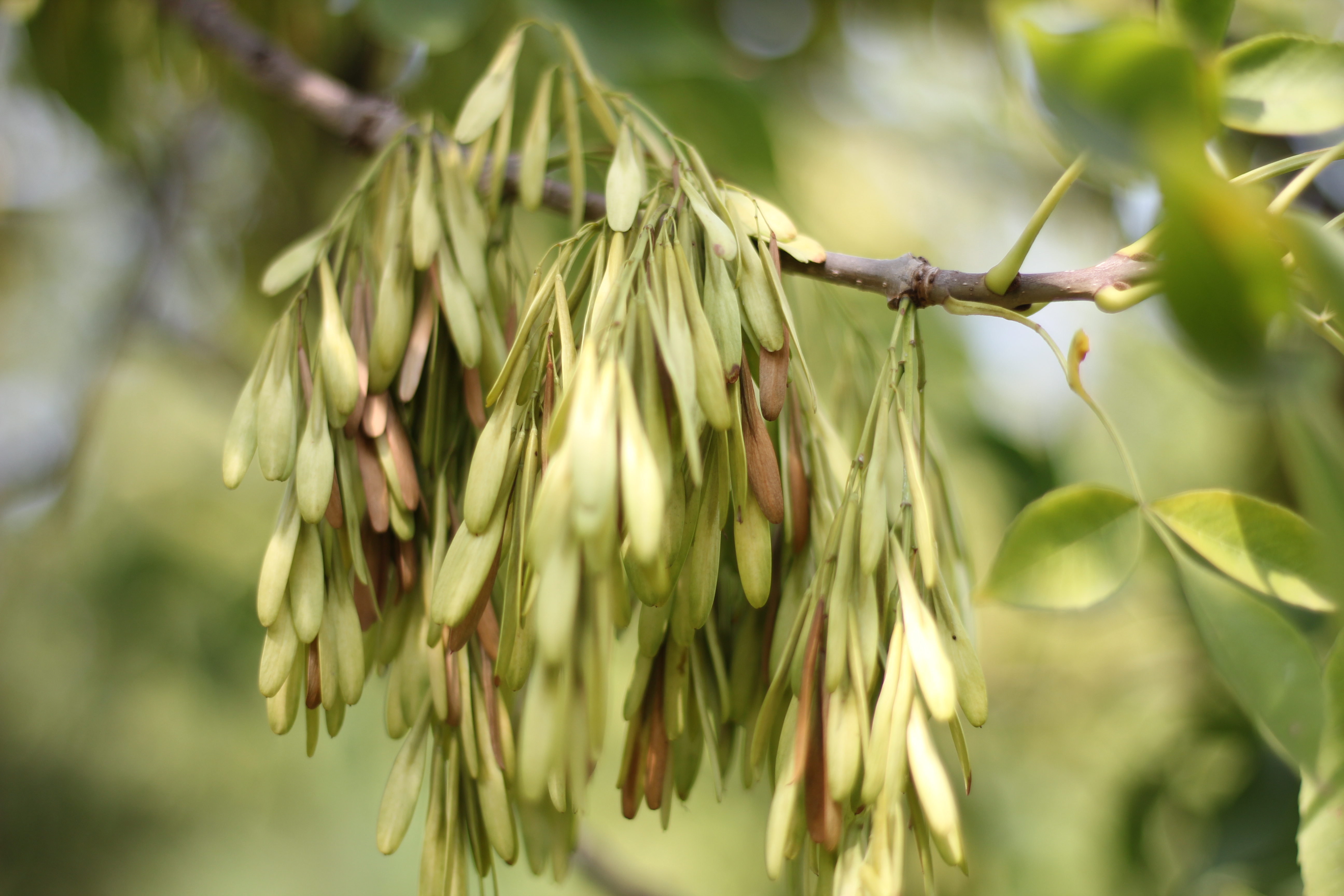 Fraxinus lanceolata Borkh.- Ясень ланцетный