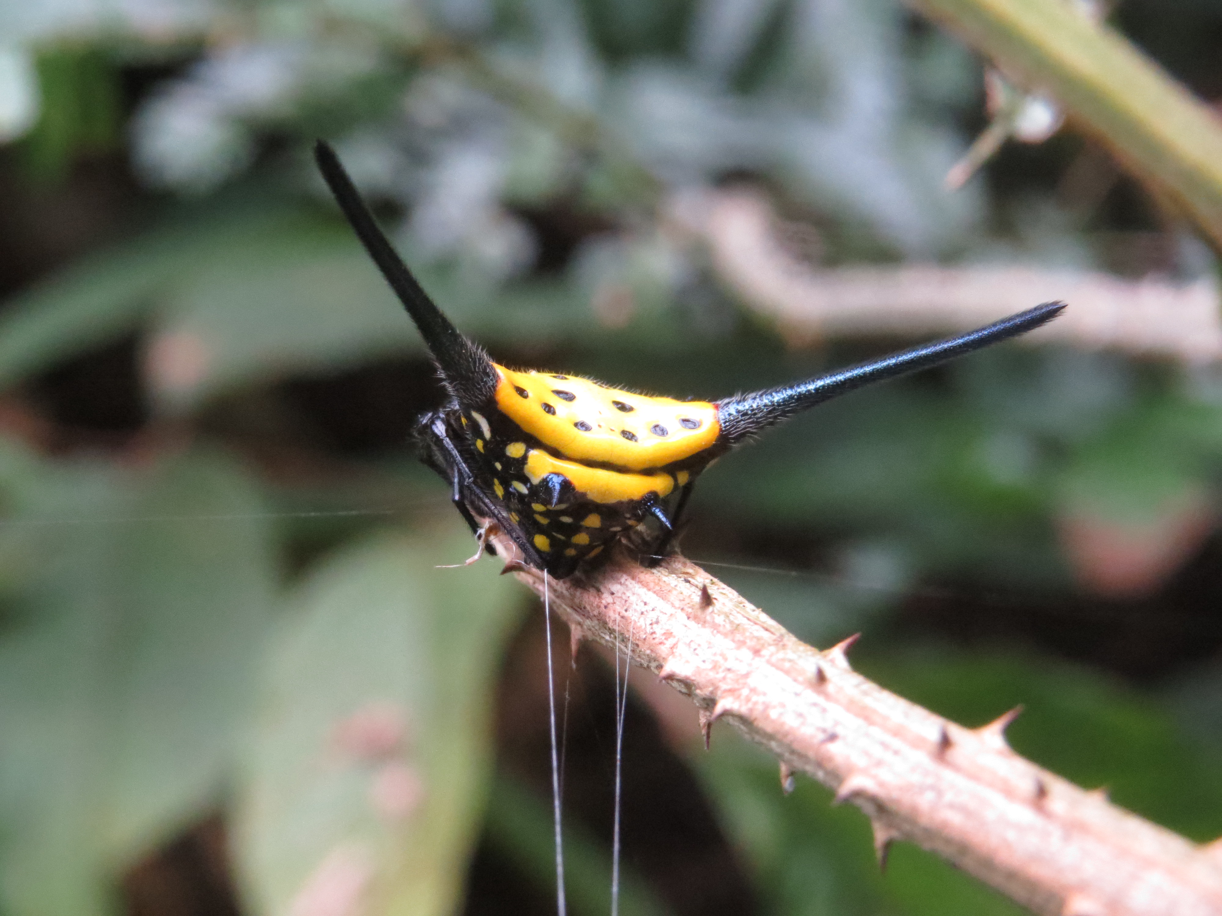 Gasteracantha diardi размер. Gasteracantha fornicata. Gasteracantha curvispina (Африка)⁠⁠.