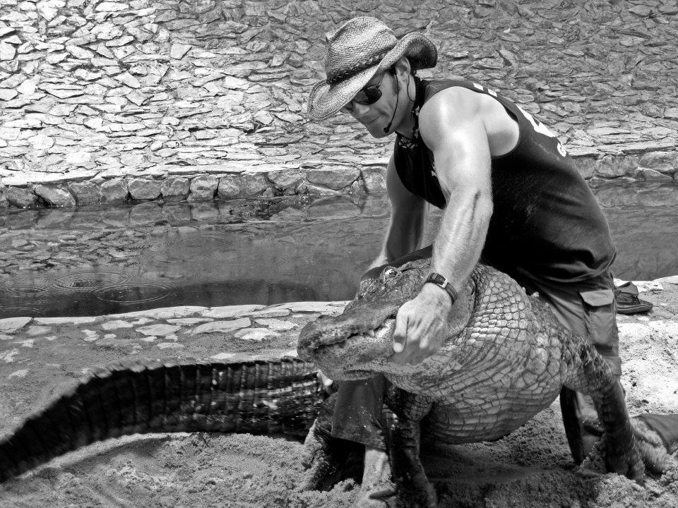 Alligator wrestling - Wikipedia