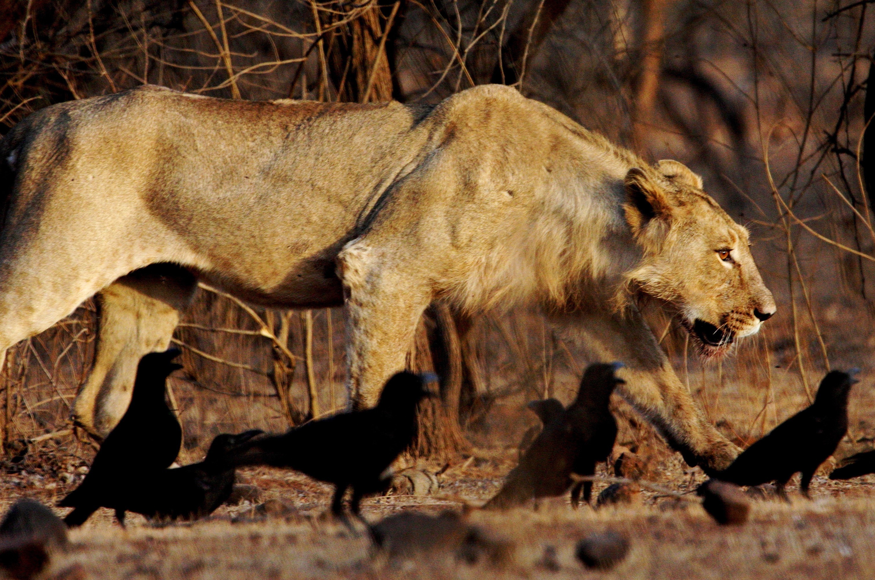 Lioness on the prowl in Gir National Park