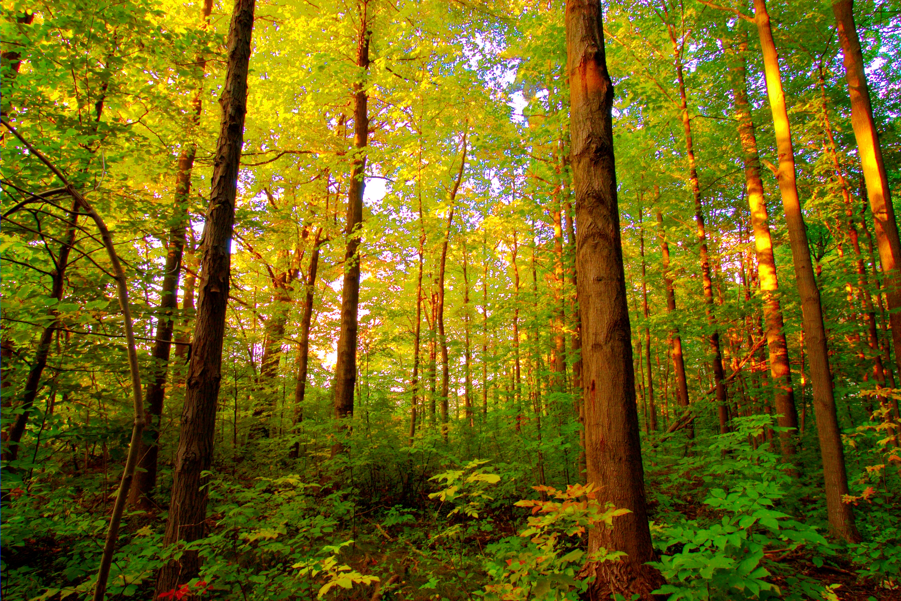 Лес важнейший растительный ресурс планеты
