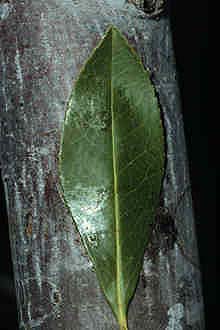 Gordonia lasianthus leaf and branch Gordonia lasianthus1.jpg