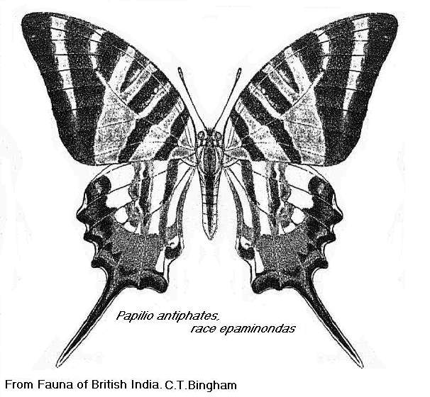 File:Graphium antiphates epaminondas.jpg