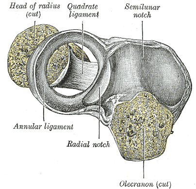 proximal radioulnar joint ligaments