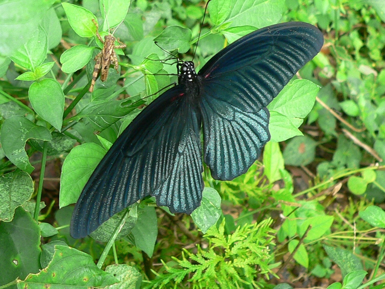 Great Mormon (Papilio memnon) (7105858555).jpg