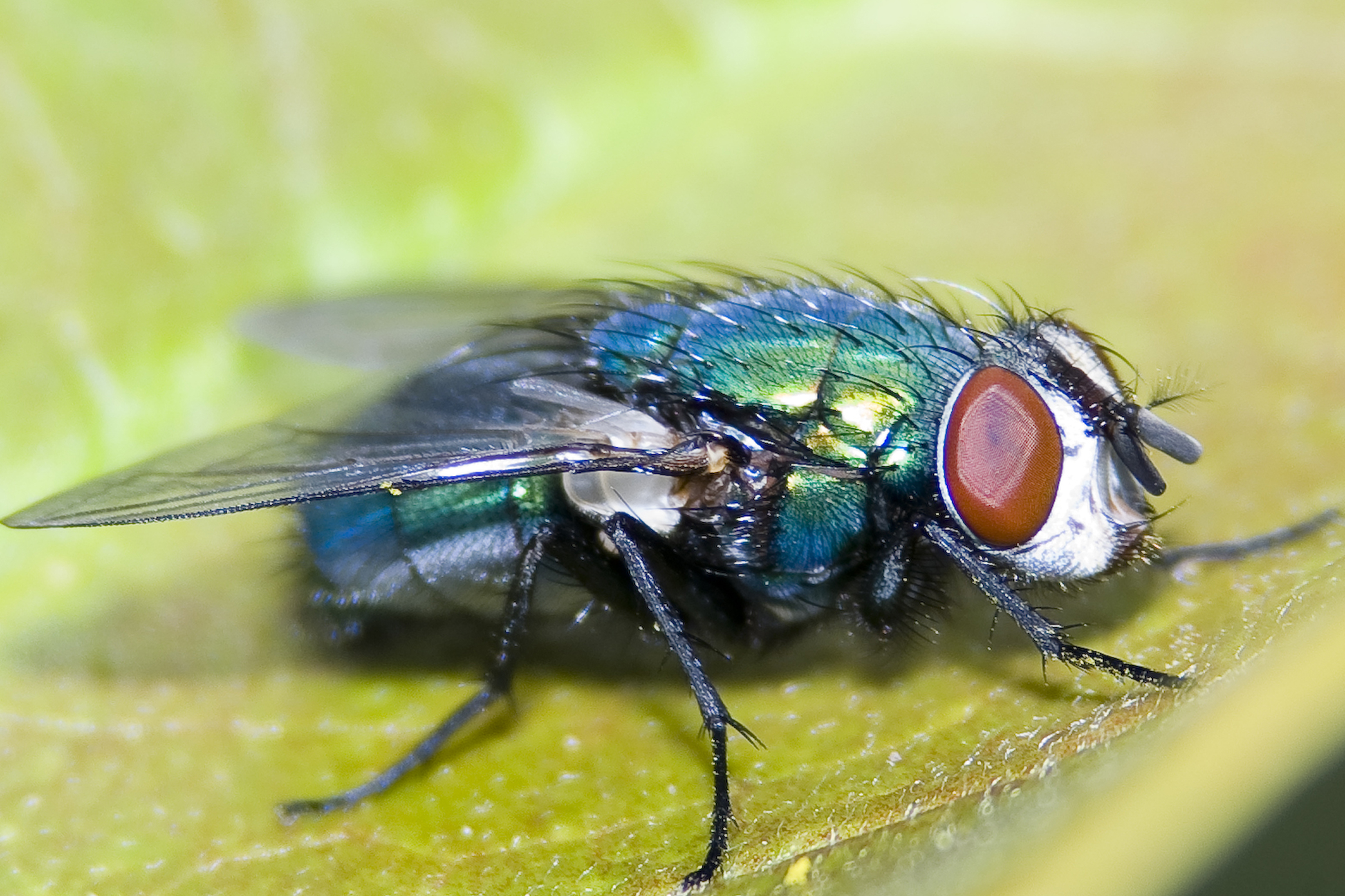 File:House fly eyes.jpg - Wikimedia Commons