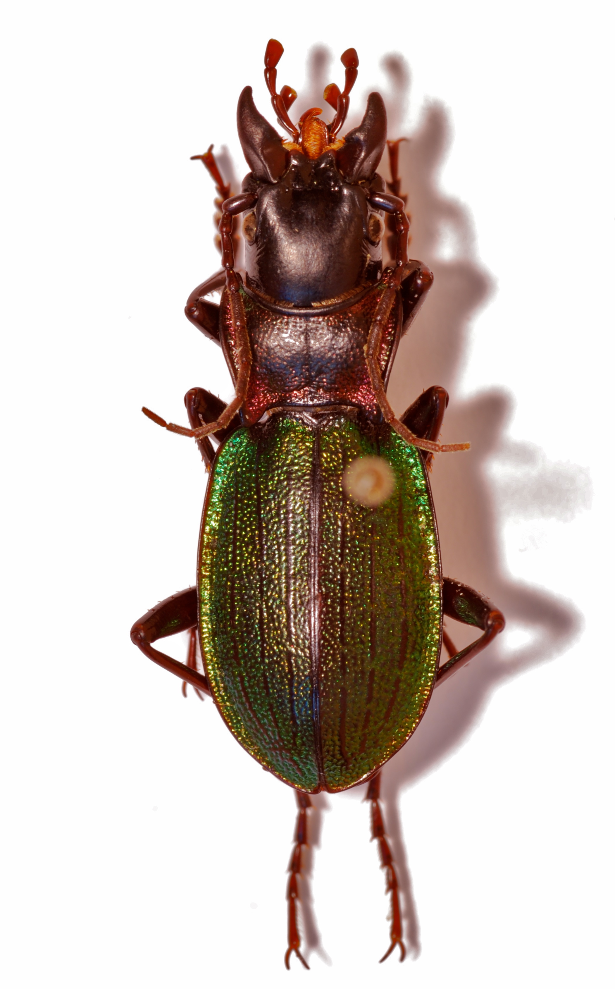 Ground Beetle (Iniopachus auriculatus) male (8554335341).jpg