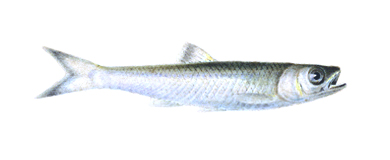 File:Hentz-Notropis coccogenis restored.jpg