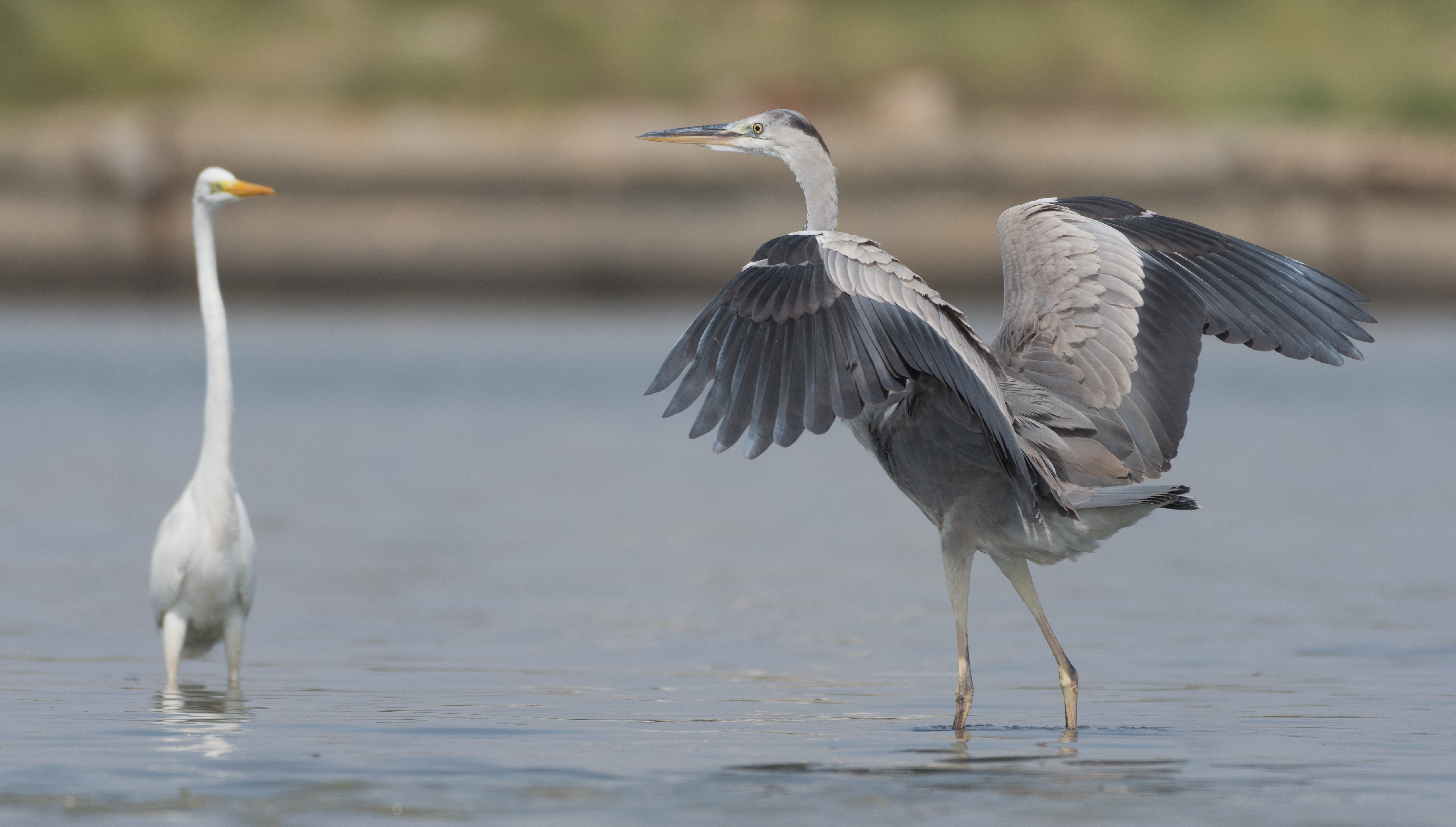 Grande Aigrette Wikip dia