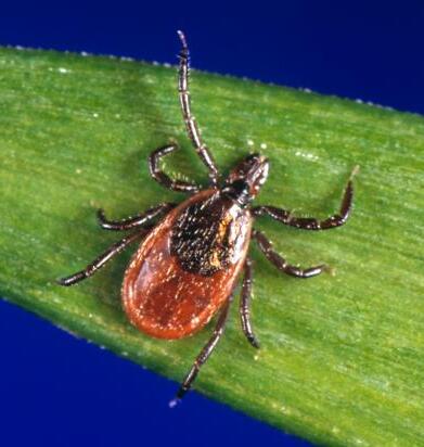 Ixodes scapularis is another type of tick that can spread Ehrlichiosis muris eauclairensis.